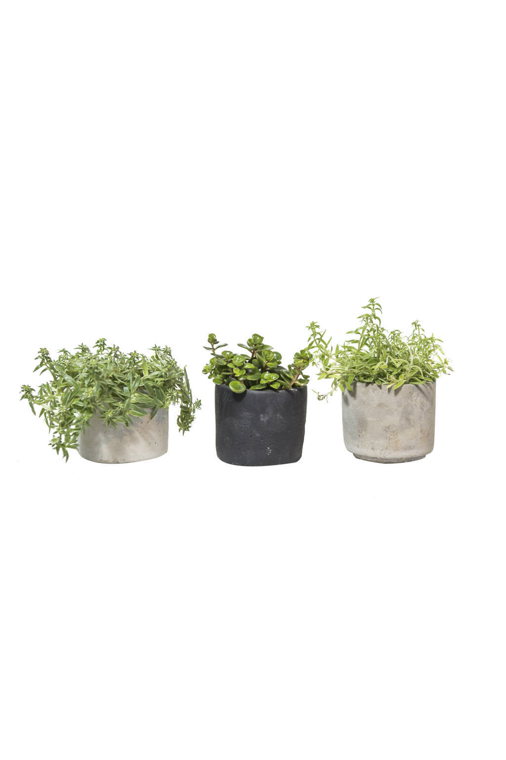 3 Mini Planter med Potte